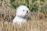 BICHON FRISE 243